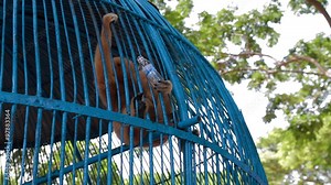 Monkey drink water in cage