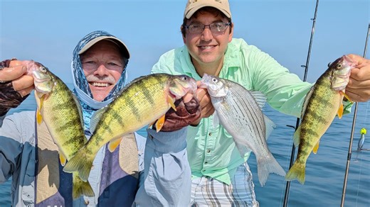 Perch overload - jigging with the Stingnose