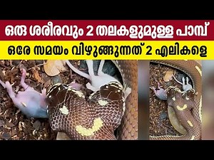 Both heads eat at the same time | Two headed Snake!