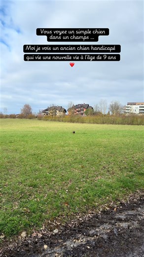 #staffie #chien #annecy #Staffy