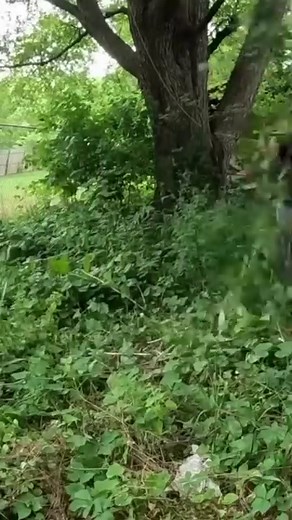 430K views · 5.3K reactions | Did someone die? The smell was so bad! #mowing #edging #edginglawn ##city #cleaning #cleanup #overgrownlawn #viralvideo #outdoorswitherik #viralvideo #fyp #asmr #asmrvideo #fypviral | Outdoors with Erik | Facebook