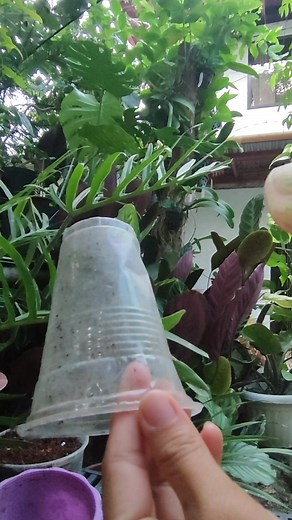 1M views · 11K reactions | Long stem problem?? Air layering is the answer Air layering our Mother Plant Agloanemas after giving us a lot of babies. . Let's see if can give us healthy roots after few months #plantgirlph #plants #plantlife #plantlove #plantita #plantitafeels #plantsmakepeoplehappy #IloiloPlants #IloiloGarden #plantpassion #plantaddict | PlantGirl PH | Facebook