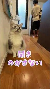 ご飯をキッチンで待ちかまえる大型猫「ごはん」#shorts