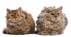 結婚式 ウェルカムドール うさまる♡うさこ ウエディング衣装