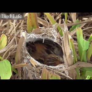 323K views · 10K reactions | The Life of Birds | Bird Life | Facebook