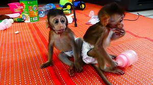 28K views · 127 reactions | With Full of Love Baby Kaku and Meki Live with Full Happy Heart | Gug Monkey | Facebook