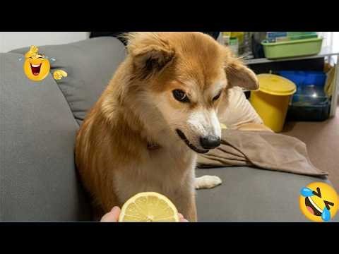 When Your Dog Is Overly Dramatic 😂🐶 (You Won’t Believe This!)