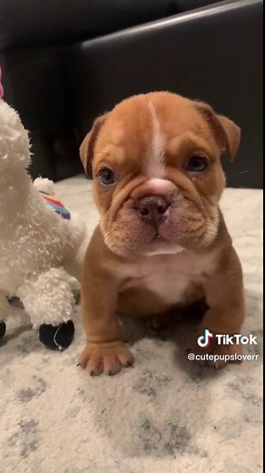 Adorable Baby Puppy Videos Compilation