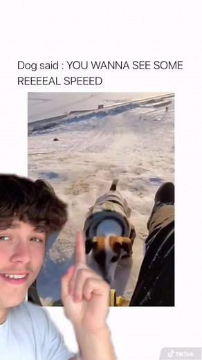 How Fast Was That Dog Going? 👀 #speed #fast #cute #dog