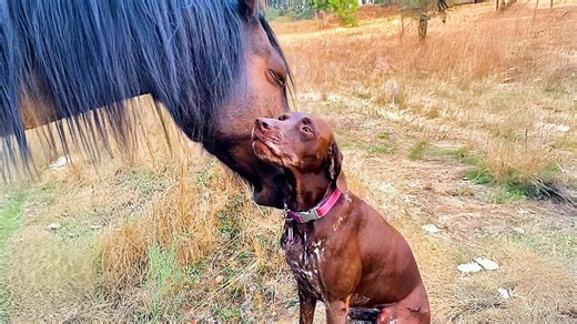 Dog greets her horse best friend every day - and their smiles say everything