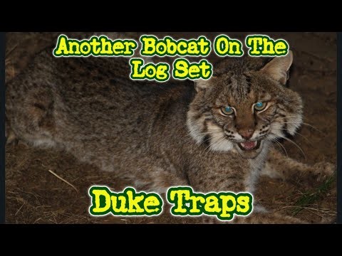 How to catch a bobcat in a trap log set Duke Traps