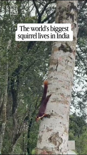 World’s Largest Squirrel Lives in India 🇮🇳🐿️