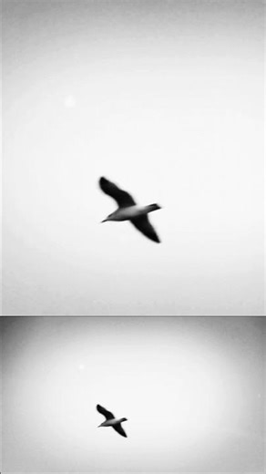 Free birds, like me and you. - Canon XF100 #cinematography #noir