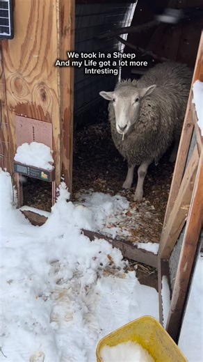 We took in a sheep… and our life instantly got a lot more interesting. Who knew I’d end up running with my pet sheep? 😂 He’s become my little buddy! Backyard farm life is never predictable — some days are calm, some are chaotic, and some look a little like this. Follow for more of our backyard farm chaos, calm moments, and everything in between. 🐑💛🏃‍♀️ #backyardfarm #sheeplife #farmanimals #momlife #RitaTheSheep #fypシ | Backyard Barbee
