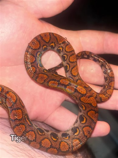 Tiger My Brazilian Rainbow Boa #ballpython #beardeddragon #boaconstrictor #Rainbowboa #brazilianrainbowboas