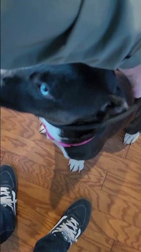 Meet 2073B Shania - Adoption Ambassador a Border Collie currently available for adoption! 10/30/2025