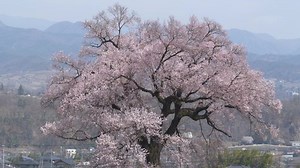 300 Year Old Big Cherry Tree Stock Footage Video (100% Royalty-free) 1093830969 | Shutterstock