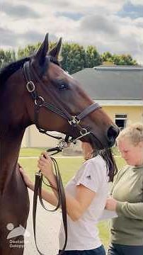 What happens at pre-race vet checks?