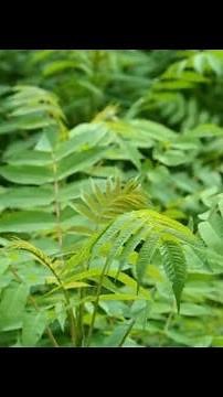 Easy and Environmentally Friendly Way to Destroy Invasive Trees. (Ailanthus and Others)