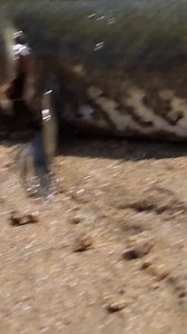 Look at the beauty of the Viral fish #viralreels | Village Life 1