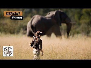 Massive Zimbabwe Elephant