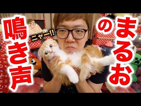 Maruo finally meowed! What's his voice like!? [Maruo's growing-up library #8]
