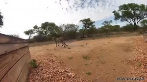 While I am on safari in Sabi Sands and @ali_oneill is in New York we had some action at home! A baboon and Mabaibai the cheetah had encounter, next to the pool! #bushlife #painteddog | Brent Leo-Smith