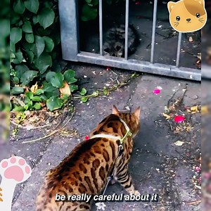 3.6K views · 804 reactions | Cat Finds And Falls In Love With Stray Kitten | Guardian Angels Cat Rescue & Adoption Shelter | Facebook