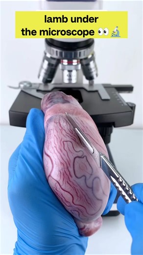 unexpected view lamb under the microscope 😯🔬 #shorts #shockingfacts #microscope #surprise #funny