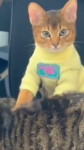 Grandpa vs Angry Kitten #CatsOfTikTok #Funny