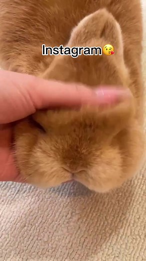 having a rabbit Instagram vs reality #bunny #rabbit #bunnylove #rabbitsoftiktok #bunniesoftiktok #うさぎ #bunnies #rabbits #bunnyoftheday #petstiktok #petsoftiktok #pet #instabunny #cute #bunniesworldwide #lapin #bunnyrabbit #bunnylife #pet #netherlanddwarf #cutebunny #bunnyfashionwear #netherlanddwarf #netherlanddwarfbunny