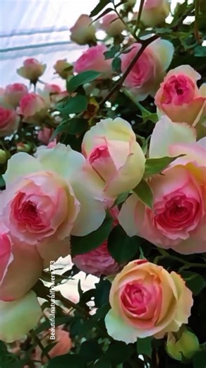 Spring Flower Paradise 🌹Relaxing Garden Tour (Coachella Inspired)