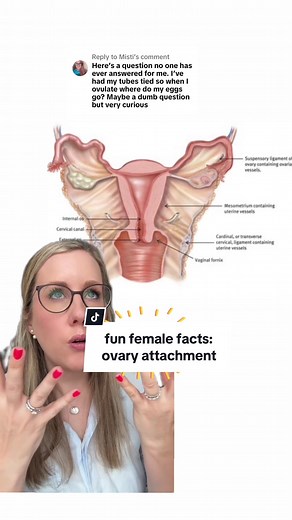 Understanding Ovarian Attachment and Egg Dispersal