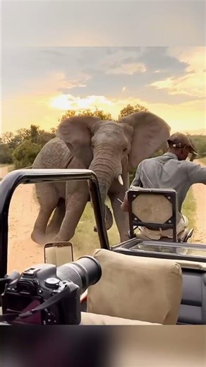 elephant vs rhino 🦏