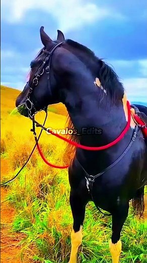 Edit Cavalo Mangalarga Marchador ❤️‍🩹, Gostaram?, #vaiprofycaramba #cavalos #foryou