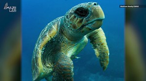 Here’s How Loggerhead Sea Turtles Make Incredible Journey From Japan To Mexico
