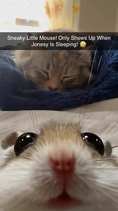 She’s got some nerve!! 🤣 #jonesy #catsofinstagram #cat #cats | The Crazy Cat Lady