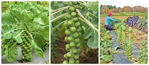 Guía básica para el cultivo de la col de Bruselas - PortalFruticola.com