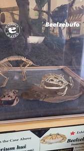 8.2K views · 271 reactions | Meet Madagascar non-dinosaurs! This...