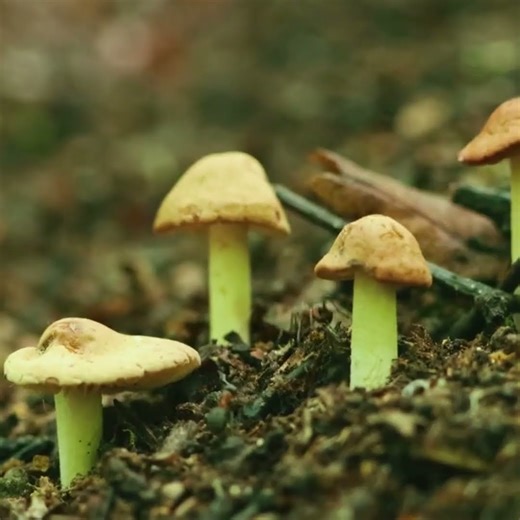 UFOs and Fairy Circles #aliens #fairycircle #shorts