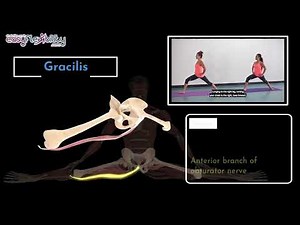 Could Gracilis muscle be the reason you still can’t get your split