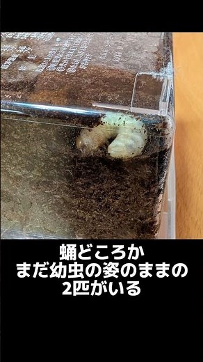 コクワガタ幼虫たち 成長過程