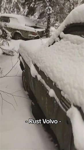 Volvo 240 in forestcar #rust #rustvolvo #oldcar #abandoned #volvo240#forestcar orestcar