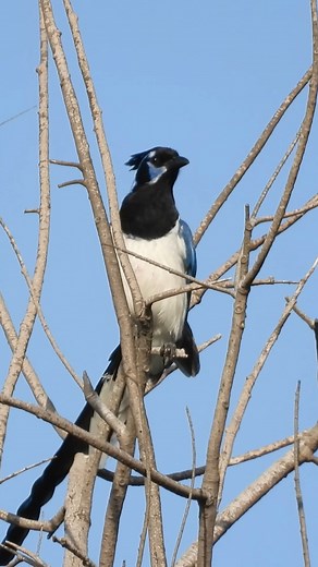 Black-throated Magpie Jay at the Tijuana Estuary, San Diego, CA. Visit thebirdingvoyage.com. | The Birding Voyage