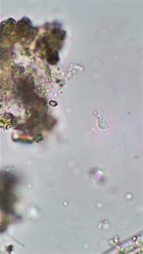 possible Diplomonad sp., X400,#microscope #nature #science