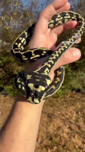 Striped Jungle Carpet Python