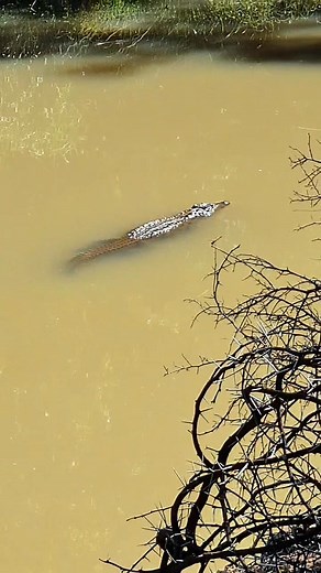 #krokkedil #crocodile #crocodilehunter #LimpopoWildLife #wildsweiding #vetvreet #soiets #rooibokkraal #limpopotourism #wildlifeprotection #wildlifephotography #dwaalboom #Thabazimbi #wildlifeconservation #Mooiplaats #bushveld #bosveld #wildlife #gamefarm #wildlife #nature | Mooiplaats