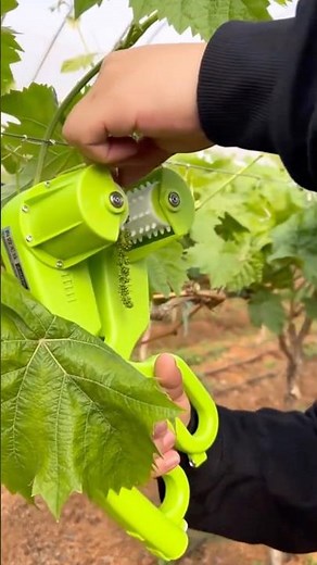 Modern Grapefruit Thinning Machine for Clusters #farming ​⁠‪@HappyFarm85‬