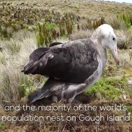 The Tristan albatross is one of two critically endangered albatross species. Restoring Gough Island can help provide a future for them. Find out more about the Gough Island restoration programme: https://www.goughisland.com/ #WorldAlbatrossDay #WAD2021 The Gough Island Restoration | RSPB