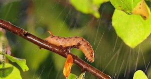 Caterpillar Bedstraw Hawk Moth crawls on a branch during the rain. Caterpillar (Hyles gallii) the bedstraw hawk-moth or galium sphinx, is a moth of the family Sphingidae.